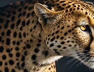 Cheetah, the brand's namesake